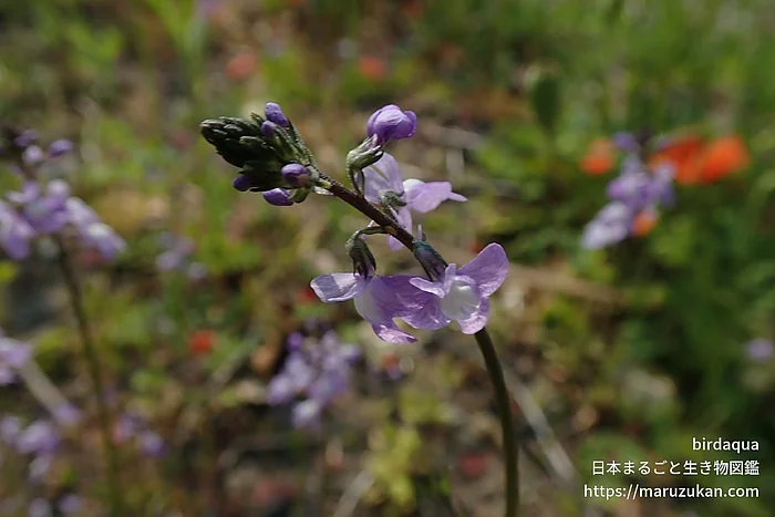 マツバウンラン（花）の写真