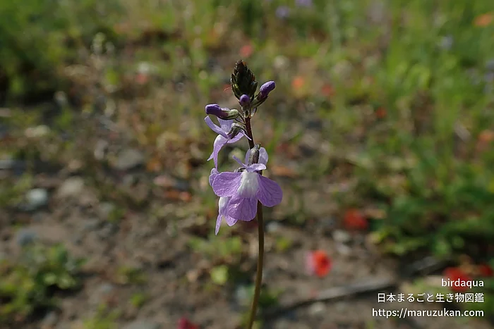 マツバウンラン（花）の写真
