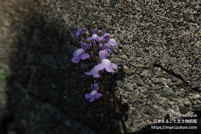 マツバウンラン（花）の写真