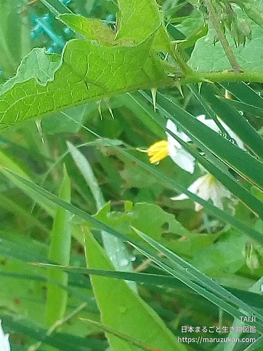 ワルナスビ