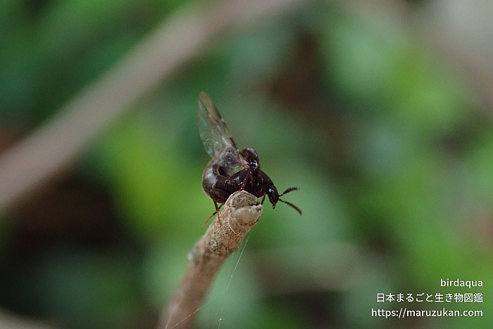 ハネカクシ科の一種