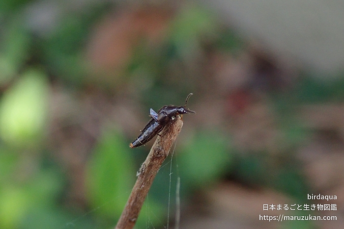 ハネカクシ科の一種