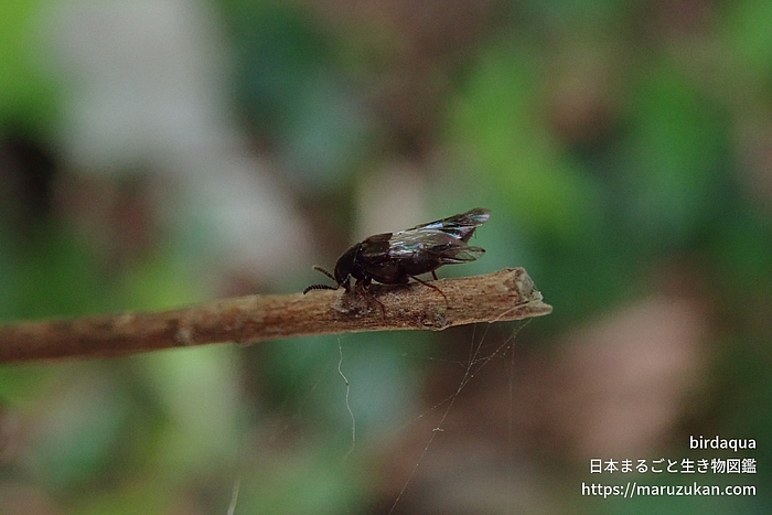 ハネカクシ科の一種
