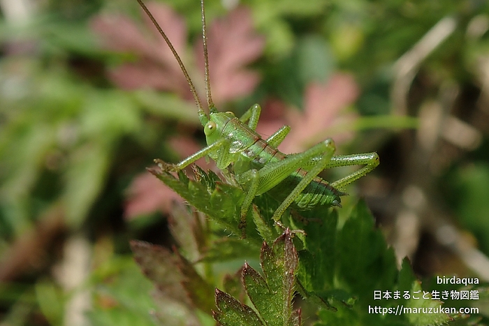 ヤブキリ