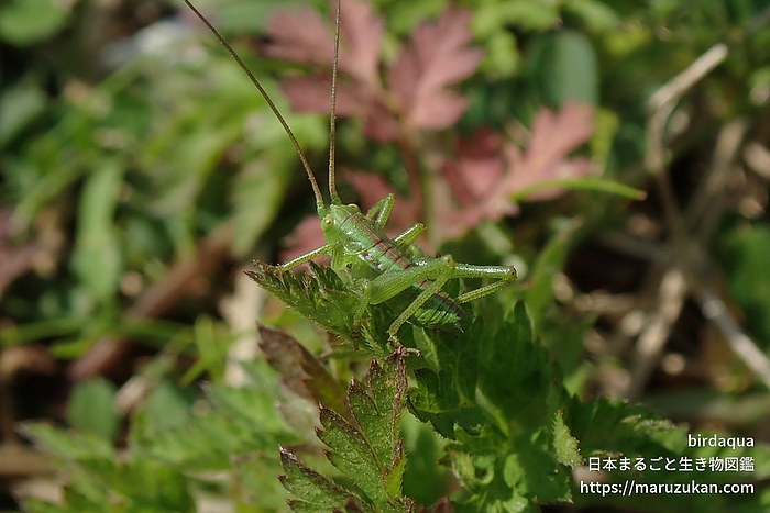 ヤブキリ