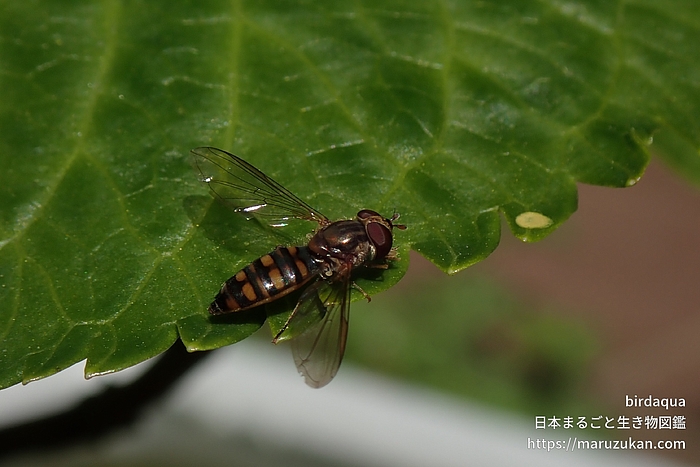 ホソヒラタアブ