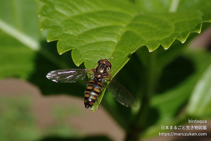 ホソヒラタアブ