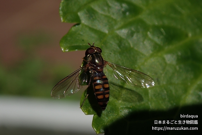 ホソヒラタアブ