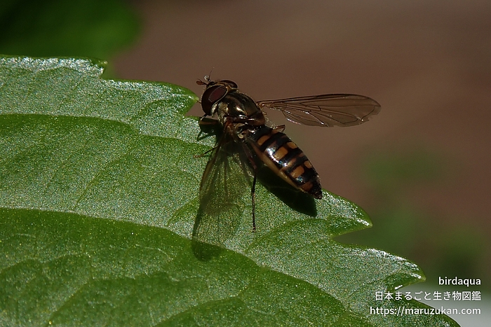 ホソヒラタアブ