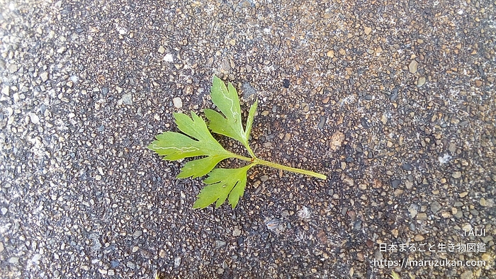 キツネノボタン