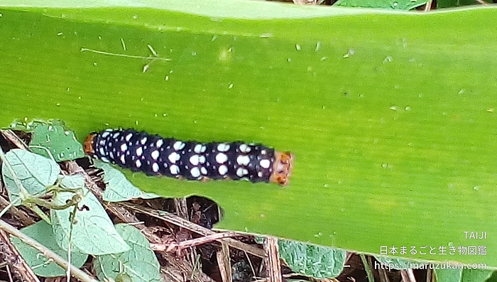 ハマオモトヨトウ