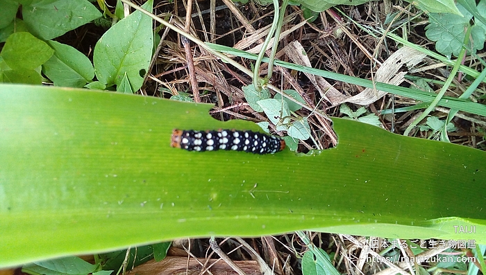 ハマオモトヨトウ