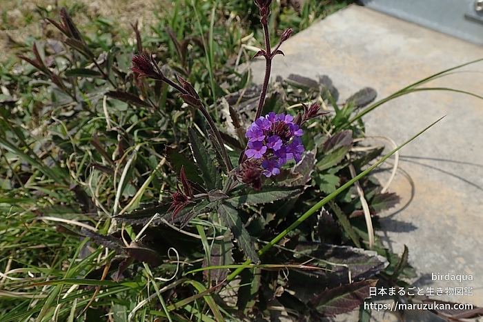 シュッコンバーベナ