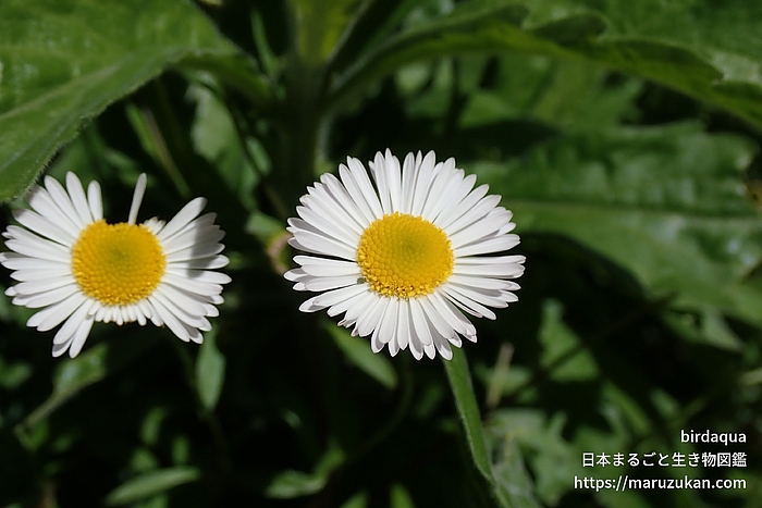 ペラペラヨメナ