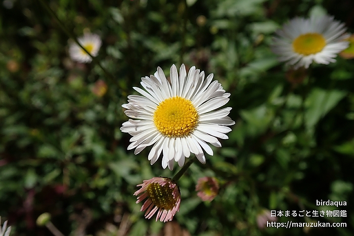 ペラペラヨメナ