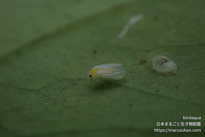 ミカンコナジラミ
