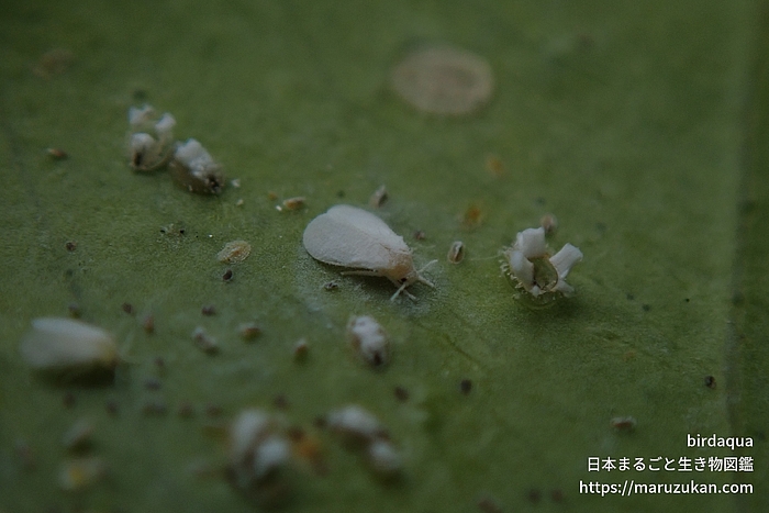 ザクロシロトゲコナジラミ
