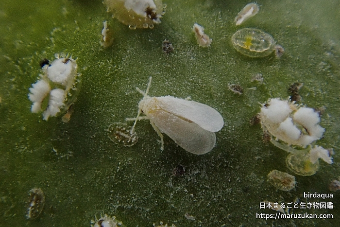 ザクロシロトゲコナジラミ