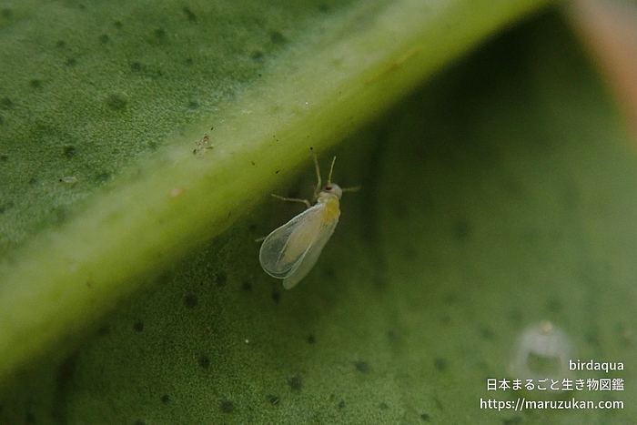 ミカンコナジラミ