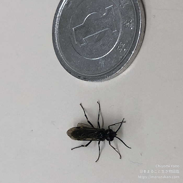 ハバチ科の一種