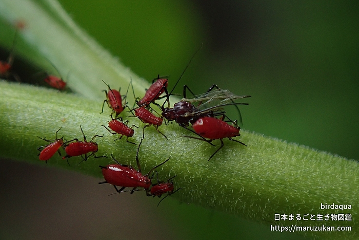 セイタカアワダチソウヒゲナガアブラムシ