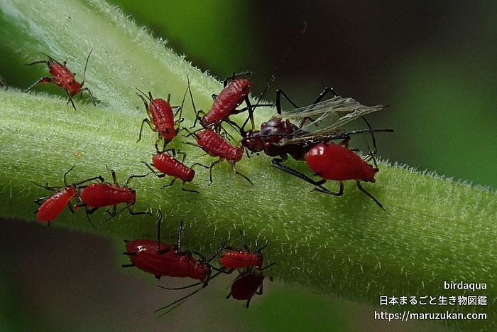 セイタカアワダチソウヒゲナガアブラムシ