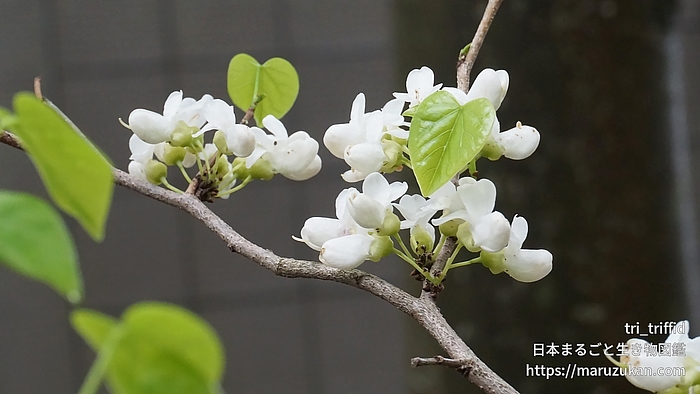 シロバナハナズオウ