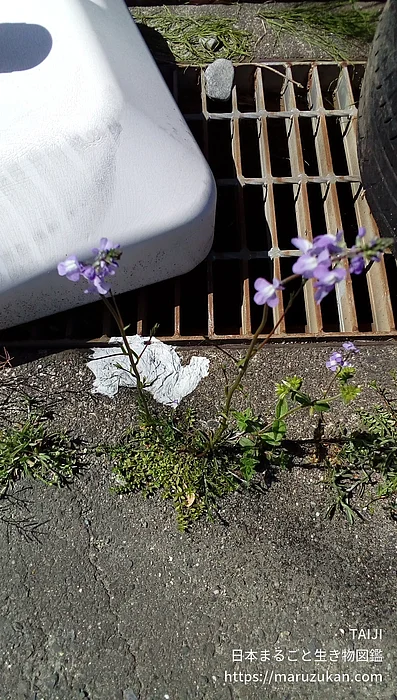 マツバウンラン（花）の写真
