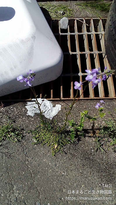 マツバウンラン