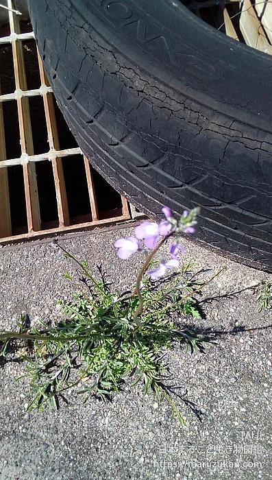 マツバウンラン（花）の写真