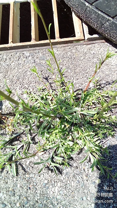 マツバウンラン（花）の写真
