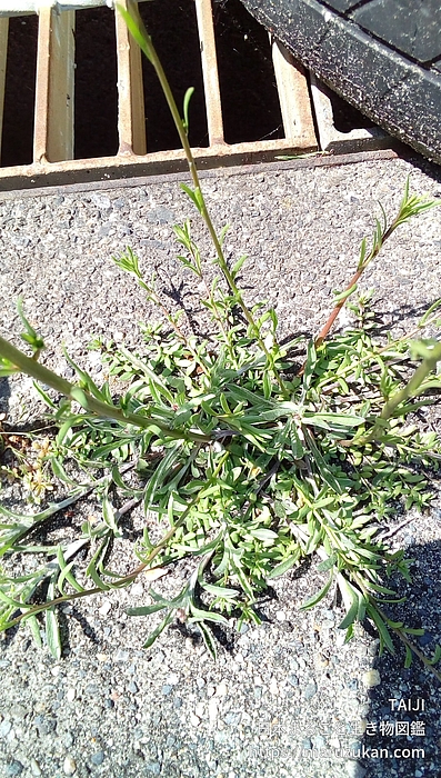 マツバウンラン