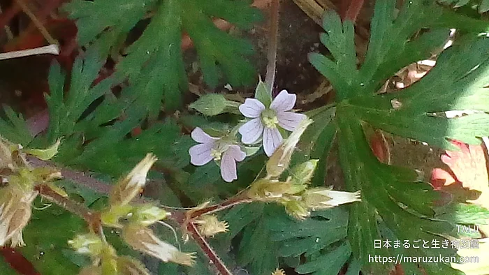 アメリカフウロ（花）の写真