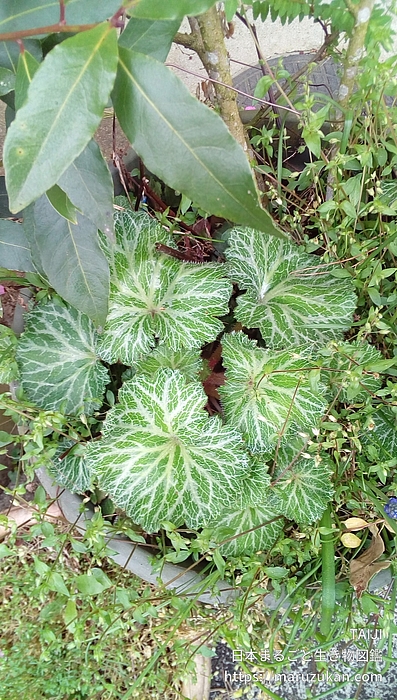 ユキノシタ