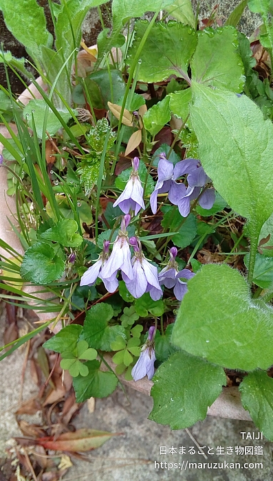 タチツボスミレ