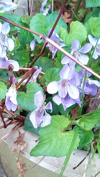 タチツボスミレ（花）の写真
