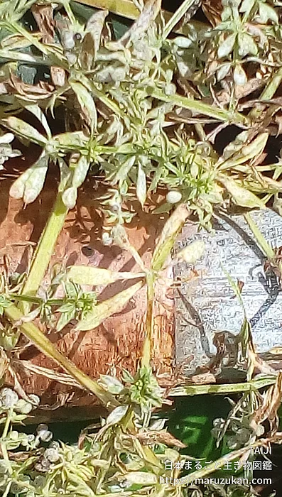 ヤエムグラの写真