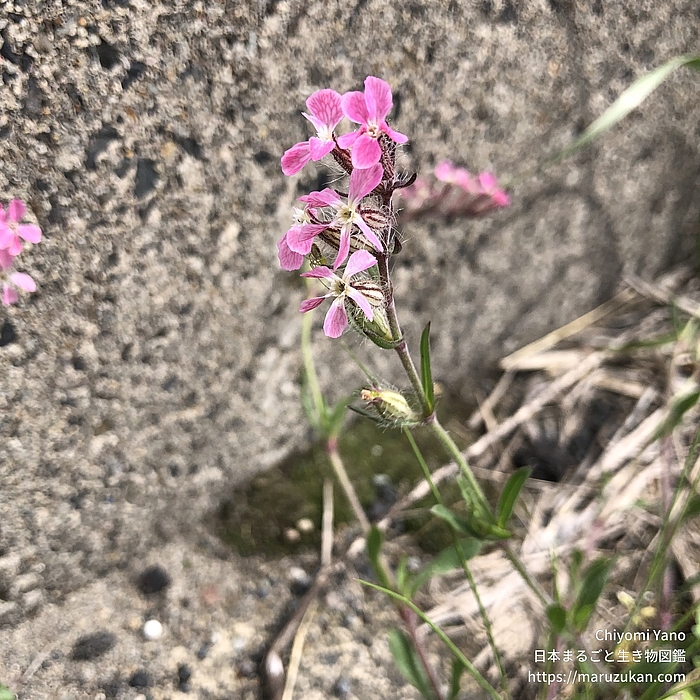 シロバナマンテマ