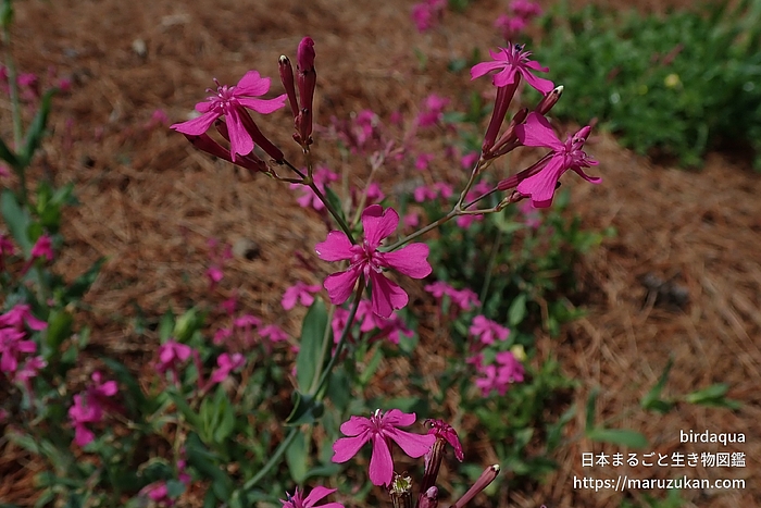 ムシトリナデシコ