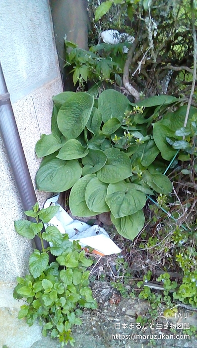 オオバギボウシ