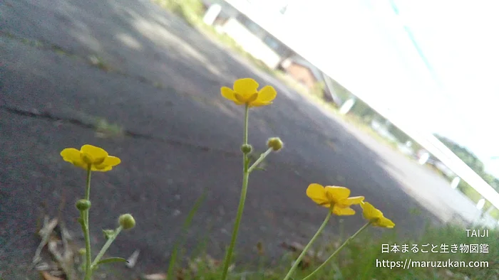 ウマノアシガタの写真