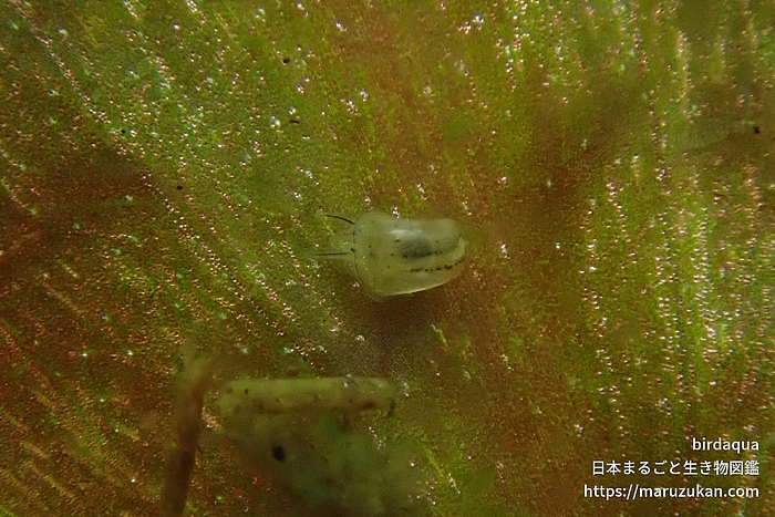 インドヒラマキガイ