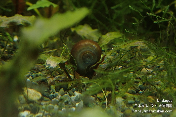 インドヒラマキガイ