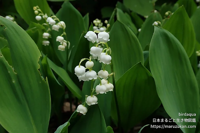 スズラン（花）の写真