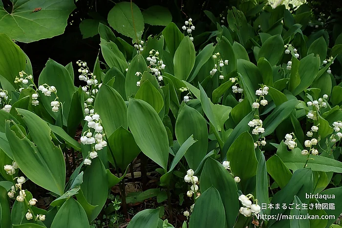 スズラン（花）の写真
