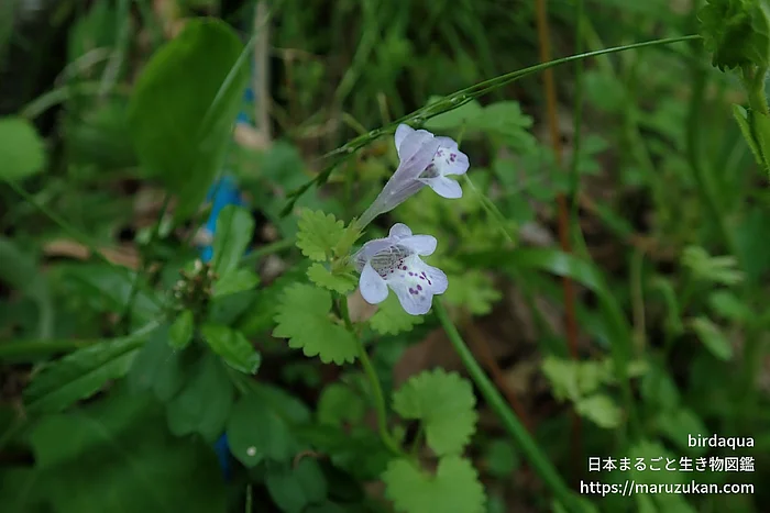 カキドオシ（花）の写真