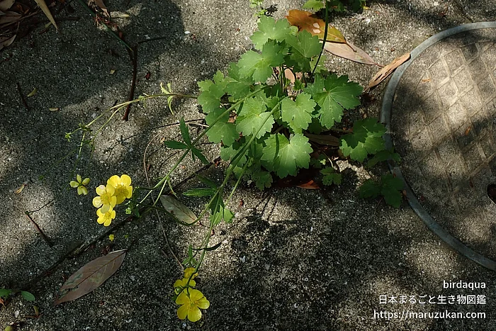 ウマノアシガタの写真