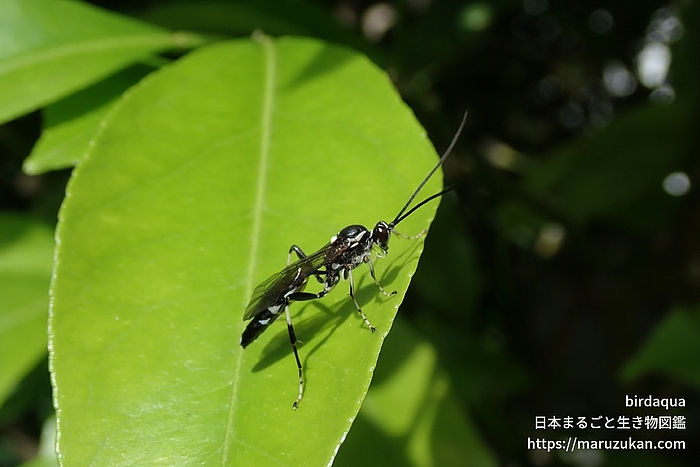 ヒメバチ科の一種