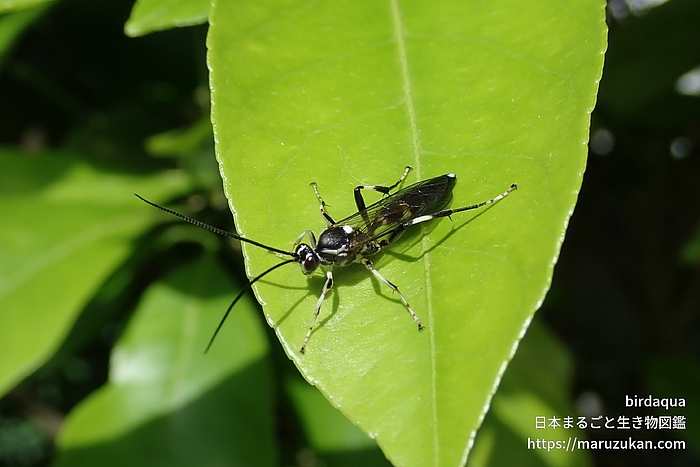 ヒメバチ科の一種