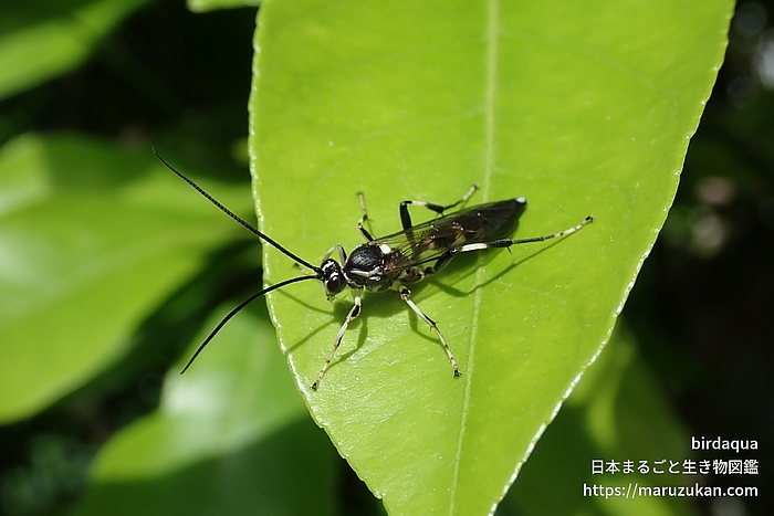 ヒメバチ科の一種